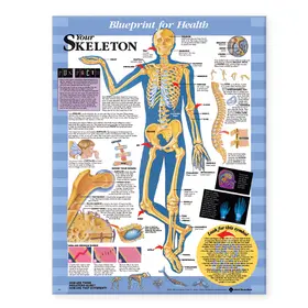  Blueprint for Health Your Skeleton Chart | Sonstiges |  Sack Fachmedien