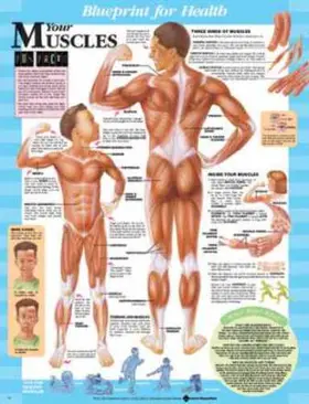  Blueprint for Health Your Muscles Chart | Sonstiges |  Sack Fachmedien