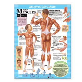  Blueprint for Health Your Muscles Chart | Sonstiges |  Sack Fachmedien