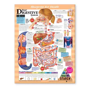  Blueprint for Health Your Digestive System Chart | Sonstiges |  Sack Fachmedien