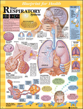  Blueprint for Health Your Respiratory System Chart | Sonstiges |  Sack Fachmedien