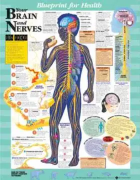  Blueprint for Health Your Brain and Nerves Chart | Sonstiges |  Sack Fachmedien