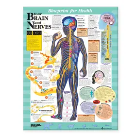  Blueprint for Health Your Brain and Nerves Chart | Sonstiges |  Sack Fachmedien