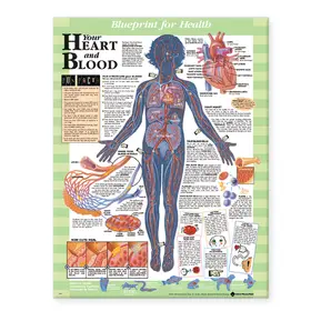  Blueprint for Health Your Heart and Blood Chart | Sonstiges |  Sack Fachmedien