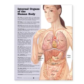  Internal Organs of the Human Body Anatomical Chart | Buch |  Sack Fachmedien