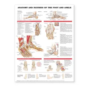  Anatomy and Injuries of the Foot and Ankle | Sonstiges |  Sack Fachmedien