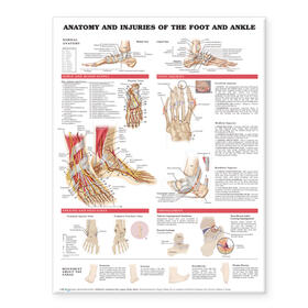  Anatomy and Injuries of the Foot and Ankle | Buch |  Sack Fachmedien
