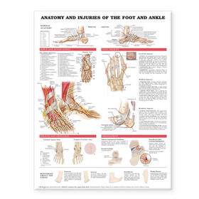  Anatomy and Injuries of the Foot and Ankle | Sonstiges |  Sack Fachmedien