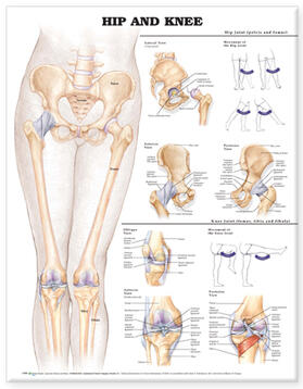  Hip and Knee Anatomical Chart | Buch |  Sack Fachmedien
