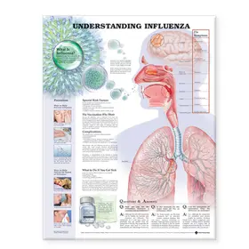  Understanding Influenza | Sonstiges |  Sack Fachmedien