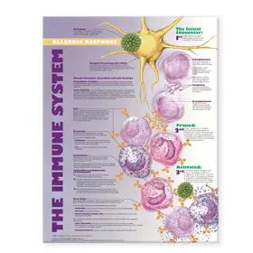  The Immune System: Allergic Response Anatomical Chart | Sonstiges |  Sack Fachmedien