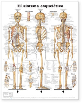  The Skeletal System Anatomical Chart in Spanish (El Sistema Esqueletico) | Sonstiges |  Sack Fachmedien