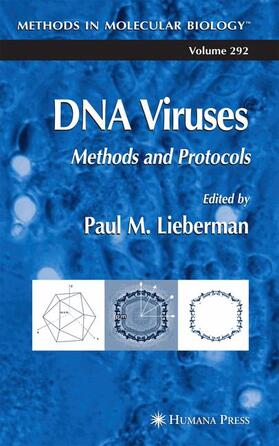 Lieberman |  DNA Viruses | Buch |  Sack Fachmedien