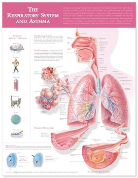  The Respiratory System and Asthma Anatomical Chart | Sonstiges |  Sack Fachmedien