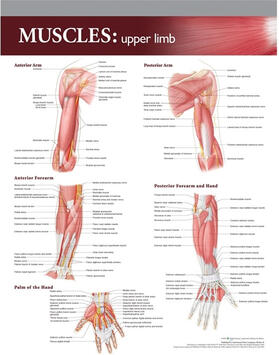 Lippincott Williams & Wilkins Atlas of Anatomy Musculature Chart: Upper Limb | Sonstiges | 978-1-60547-103-7 | sack.de