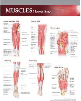  Lippincott Williams & Wilkins Atlas of Anatomy Musculature Chart: Lower Limb | Sonstiges |  Sack Fachmedien