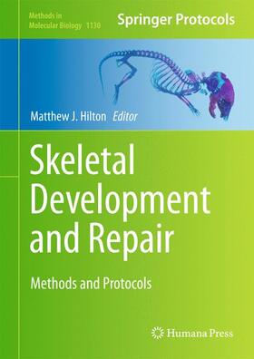 Hilton |  Skeletal Development and Repair | Buch |  Sack Fachmedien