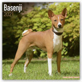 Avonside Publishing Ltd. |  Basenji 2021 Wall Calendar | Sonstiges |  Sack Fachmedien