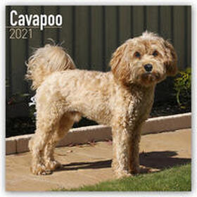 Avonside Publishing |  Cavapoo 2021 Wall Calendar | Sonstiges |  Sack Fachmedien