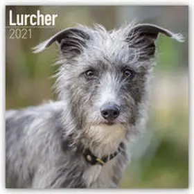 Avonside Publishing |  Lurcher 2021 Wall Calendar | Sonstiges |  Sack Fachmedien