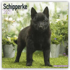 Avonside Publishing Ltd. |  Schipperke 2021 Wall Calendar | Sonstiges |  Sack Fachmedien