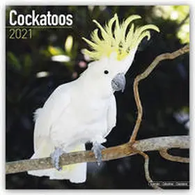 Avonside Publishing |  Cockatoos 2021 Wall Calendar | Sonstiges |  Sack Fachmedien