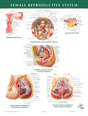  Female Reproductive System Chart | Sonstiges |  Sack Fachmedien