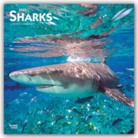 Browntrout Publishers / BrownTrout Publisher |  Sharks 2020 Square Wall Calendar | Sonstiges |  Sack Fachmedien