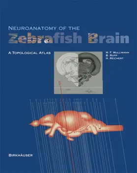 Wulliman / Reichert / Rupp |  Neuroanatomy of the Zebrafish Brain | Buch |  Sack Fachmedien