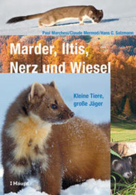 Marchesi / Mermod / Salzmann |  Marder, Iltis, Nerz und Wiesel | Buch |  Sack Fachmedien