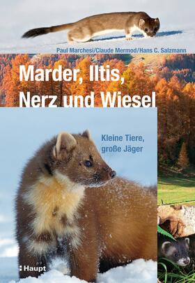 Marchesi / Mermod / Salzmann |  Marder, Iltis, Nerz und Wiesel | eBook | Sack Fachmedien