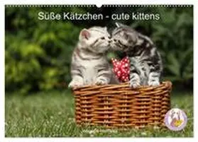 Hutfluss / CALVENDO |  Süße Kätzchen - cute kittens (Wandkalender 2025 DIN A2 quer), CALVENDO Monatskalender | Sonstiges |  Sack Fachmedien