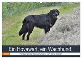 Siebert / CALVENDO |  Ein Hovawart, ein Wachhund (Wandkalender 2025 DIN A2 quer), CALVENDO Monatskalender | Sonstiges |  Sack Fachmedien