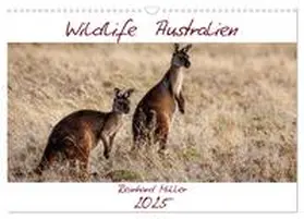 Müller / CALVENDO |  Wildlife Australien (Wandkalender 2025 DIN A3 quer), CALVENDO Monatskalender | Sonstiges |  Sack Fachmedien