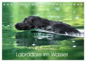 Strunz / CALVENDO |  Labradore im Wasser (Tischkalender 2025 DIN A5 quer), CALVENDO Monatskalender | Sonstiges |  Sack Fachmedien