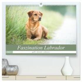 Strunz / CALVENDO |  Faszination Labrador - gelb, foxred, schwarz (hochwertiger Premium Wandkalender 2025 DIN A2 quer), Kunstdruck in Hochglanz | Sonstiges |  Sack Fachmedien
