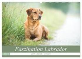 Strunz / CALVENDO |  Faszination Labrador - gelb, foxred, schwarz (Wandkalender 2025 DIN A2 quer), CALVENDO Monatskalender | Sonstiges |  Sack Fachmedien