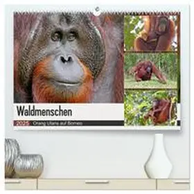 Herzog / CALVENDO |  Waldmenschen - Orang Utans auf Borneo (hochwertiger Premium Wandkalender 2025 DIN A2 quer), Kunstdruck in Hochglanz | Sonstiges |  Sack Fachmedien