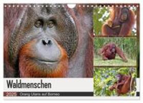 Herzog / CALVENDO |  Waldmenschen - Orang Utans auf Borneo (Wandkalender 2025 DIN A4 quer), CALVENDO Monatskalender | Sonstiges |  Sack Fachmedien
