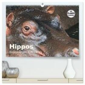 Herzog / CALVENDO |  Hippos - Begegnungen in Afrika (hochwertiger Premium Wandkalender 2025 DIN A2 quer), Kunstdruck in Hochglanz | Sonstiges |  Sack Fachmedien