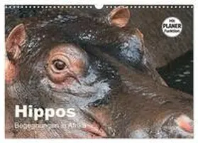 Herzog / CALVENDO |  Hippos - Begegnungen in Afrika (Wandkalender 2025 DIN A3 quer), CALVENDO Monatskalender | Sonstiges |  Sack Fachmedien