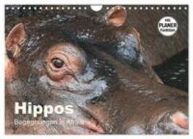 Herzog / CALVENDO |  Hippos - Begegnungen in Afrika (Wandkalender 2025 DIN A4 quer), CALVENDO Monatskalender | Sonstiges |  Sack Fachmedien
