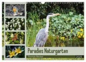 Becker / CALVENDO |  Paradies Naturgarten (Wandkalender 2025 DIN A3 quer), CALVENDO Monatskalender | Sonstiges |  Sack Fachmedien