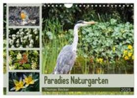 Becker / CALVENDO |  Paradies Naturgarten (Wandkalender 2025 DIN A4 quer), CALVENDO Monatskalender | Sonstiges |  Sack Fachmedien