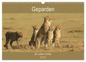 Herzog / CALVENDO |  Geparden - Ein Leben in Afrika (Wandkalender 2025 DIN A3 quer), CALVENDO Monatskalender | Sonstiges |  Sack Fachmedien