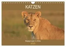 Herzog / CALVENDO |  Katzen - Begegnungen in Afrika (Wandkalender 2025 DIN A4 quer), CALVENDO Monatskalender | Sonstiges |  Sack Fachmedien