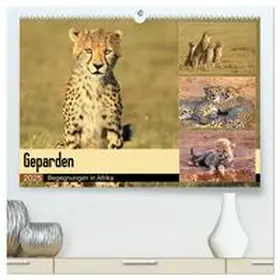 Herzog / CALVENDO |  Geparden - Begegnungen in Afrika (hochwertiger Premium Wandkalender 2025 DIN A2 quer), Kunstdruck in Hochglanz | Sonstiges |  Sack Fachmedien