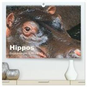 Herzog / CALVENDO |  Hippos - Begegnungen in Afrika (hochwertiger Premium Wandkalender 2025 DIN A2 quer), Kunstdruck in Hochglanz | Sonstiges |  Sack Fachmedien