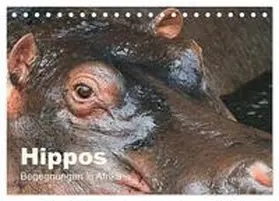 Herzog / CALVENDO |  Hippos - Begegnungen in Afrika (Tischkalender 2025 DIN A5 quer), CALVENDO Monatskalender | Sonstiges |  Sack Fachmedien