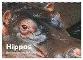 Herzog / CALVENDO |  Hippos - Begegnungen in Afrika (Wandkalender 2025 DIN A2 quer), CALVENDO Monatskalender | Sonstiges |  Sack Fachmedien